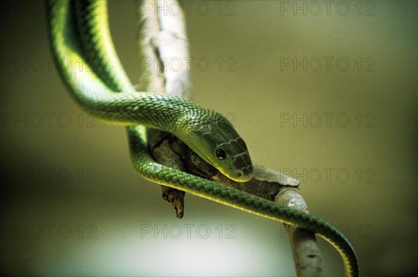 GREEN MAMBA