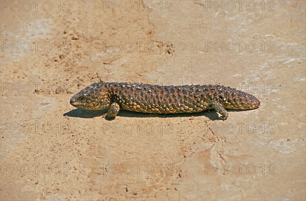 Bobtail Skink