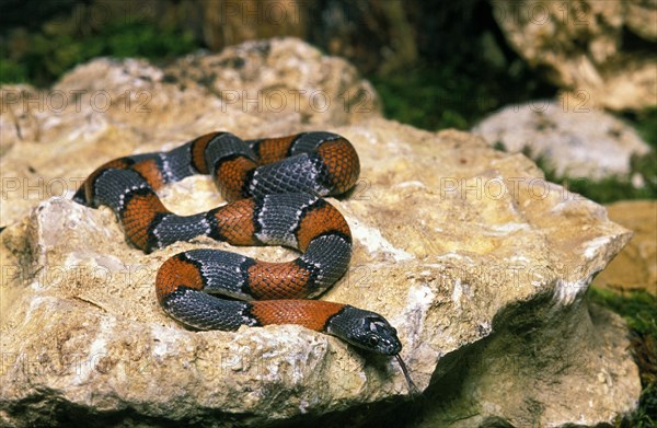 Grey-banded king snake