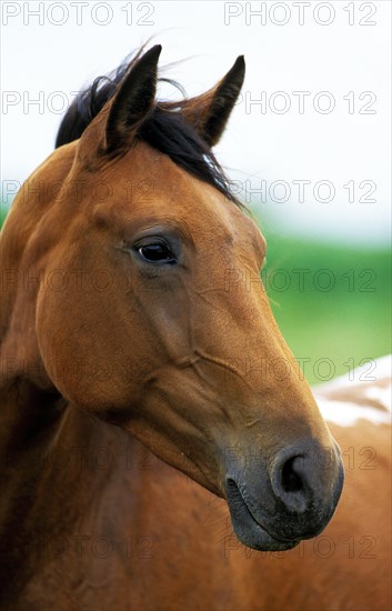 American Saddlebred Horse