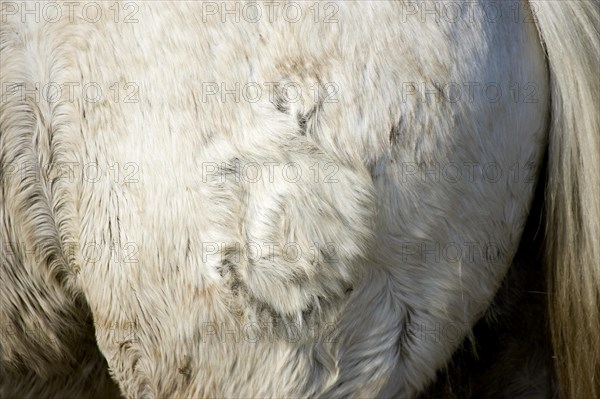 Camargue horse