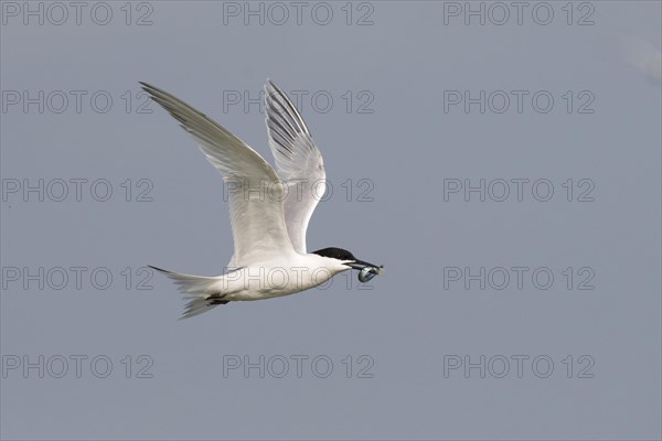 Sandwich tern