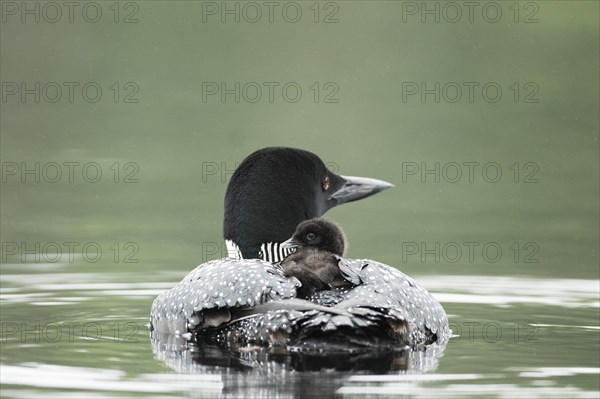 Common loon