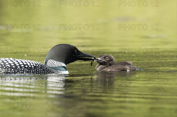 Common loon