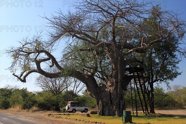 Outlook Tree