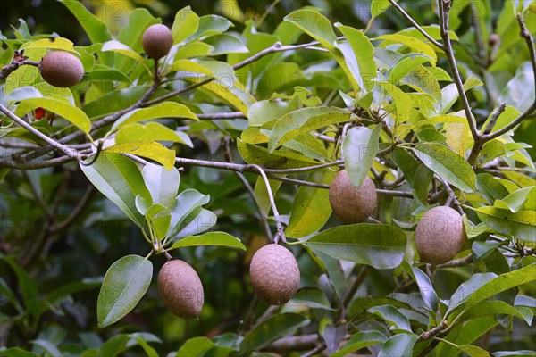 Fruit of the mush apple tree