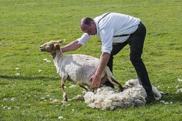 Shearing machine for shearing the wool fleece of a white sheep with motor-driven toothed knife cutter