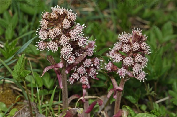 Red butterbur