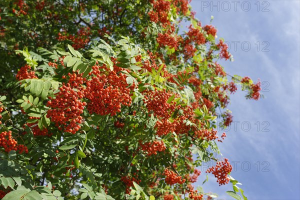 Berries of European rowan