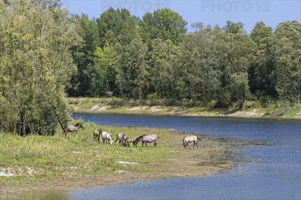 Konik horses