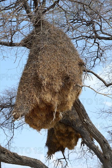 Sociable weaver