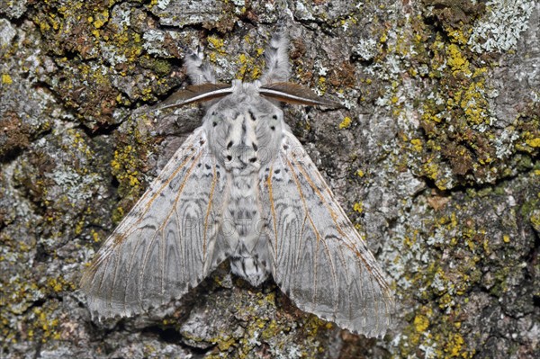 Greater fork tail