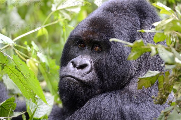 Portrait of a male silverback mountain gorilla