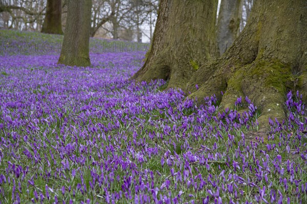 Crocus meadow