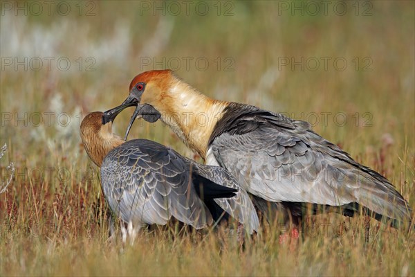 Black Train Ibis