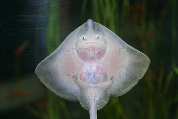 Thornback ray