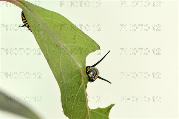 Caterpillar of the monarch butterfly