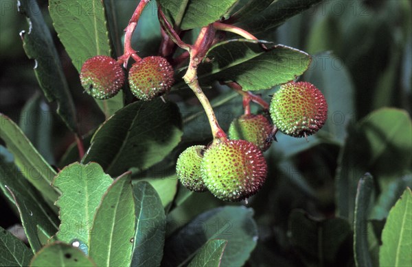 Western strawberry tree