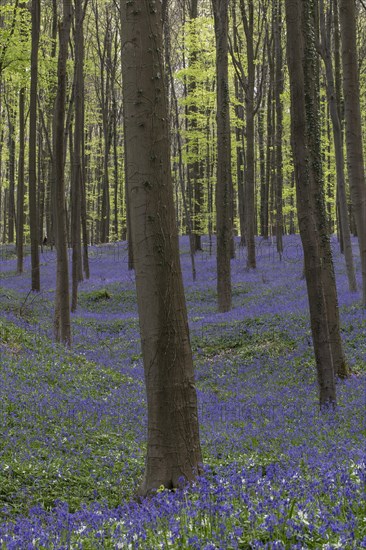 Bluebells