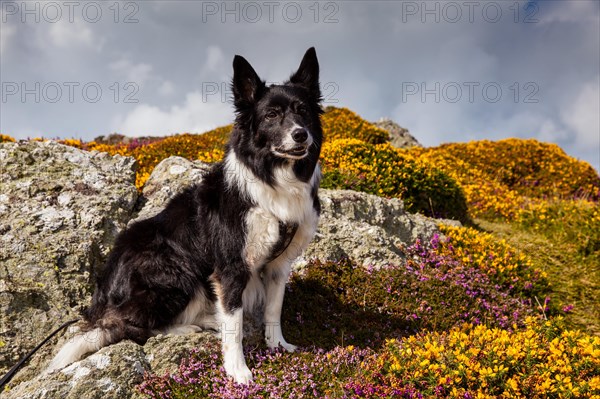 Border Collie