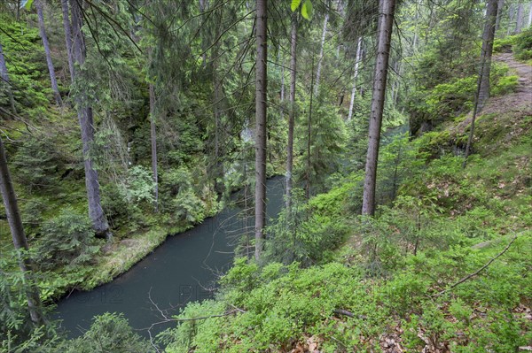 On high trail above Kirnitzschtal