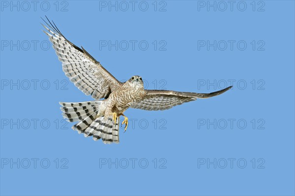 EUROPEAN SPARROWHAWK