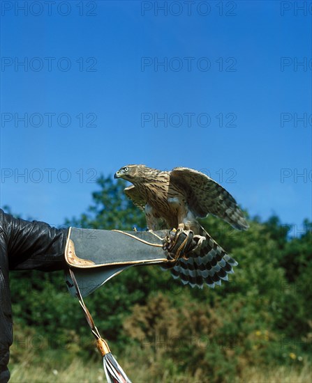 Falconer with Goshawk