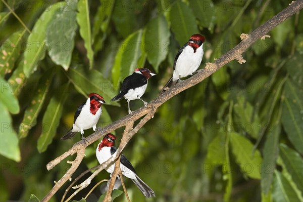 The red capped cardinal