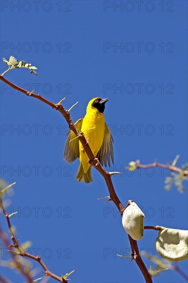 Southern Masked Weaver