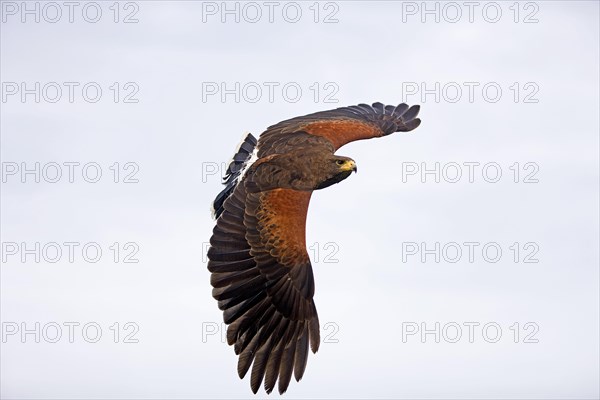 Harris's hawk