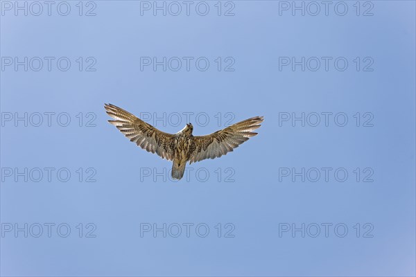 Saker falcon