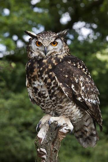 Cape Eagle Owl