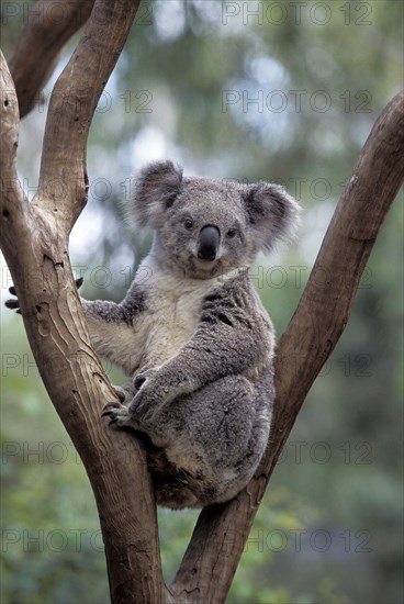 KOALA