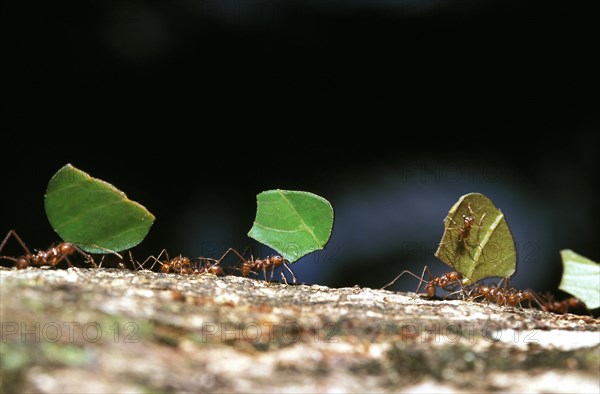 Leaf-Cutter Ant