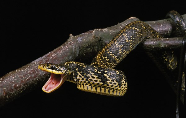 Tropical Rat Snake