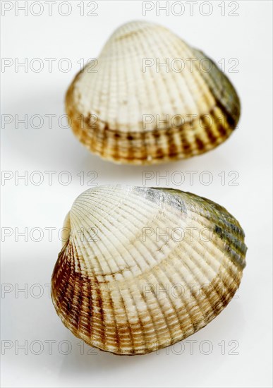 Common Cockle