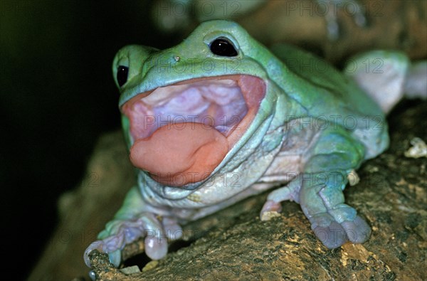 WHITE Australian green tree frog