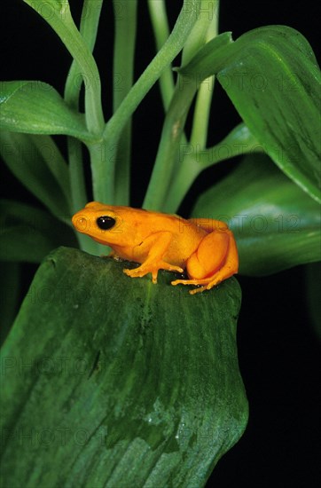 Golden mantella