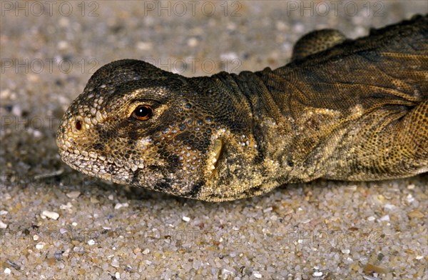 Egyptian spiny-tailed lizard