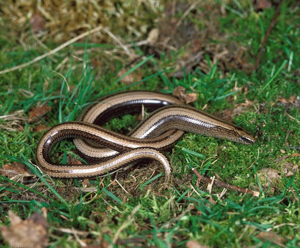 Slow worm