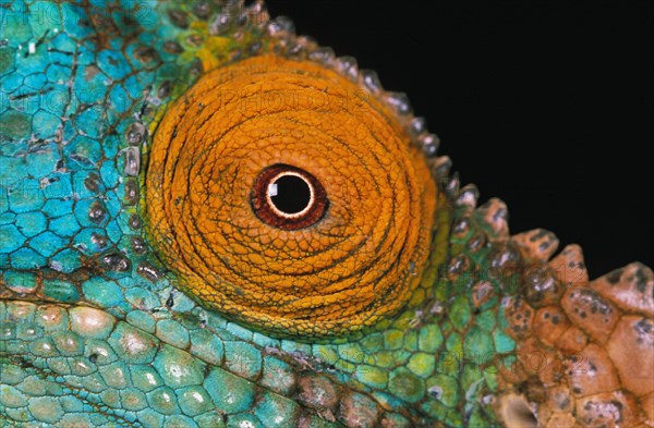 PARSON'S CHAMELEON chamaeleo parsonii