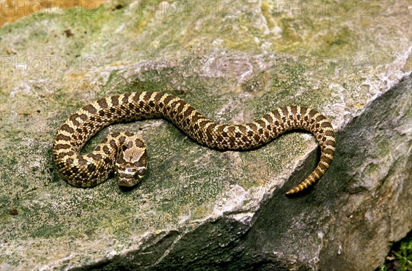 PLAINS HOGNOSE Western hognose snake