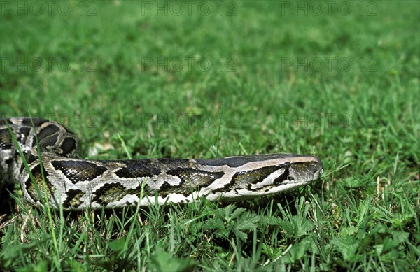 Indian python