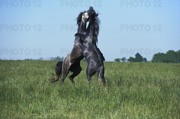 Lusitano stallion