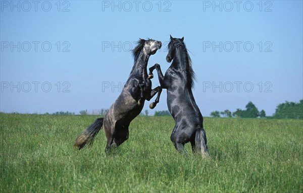 Lusitano Horse