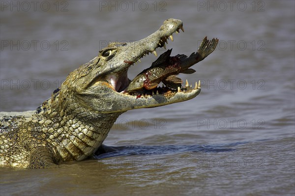 SPECTACLED CAIMAN