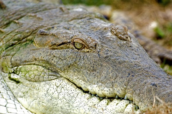 Orinoco Crocodile