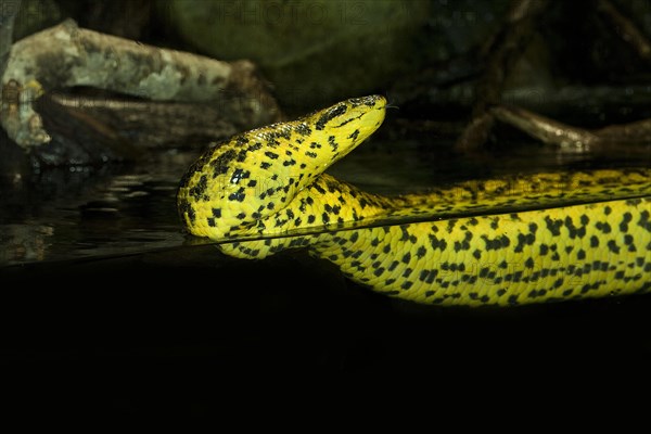 YELLOW ANACONDA