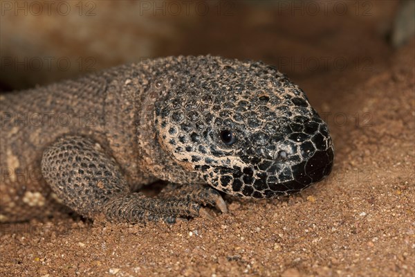 HEAD OF BEADED LIZARD