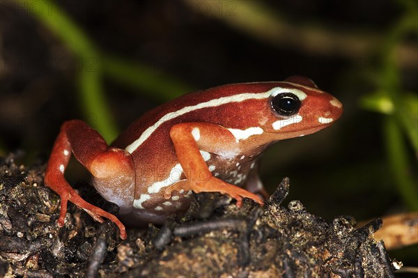 PHANTASMAL Phantasmal poison frog